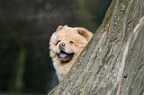 CHOW CHOW 669